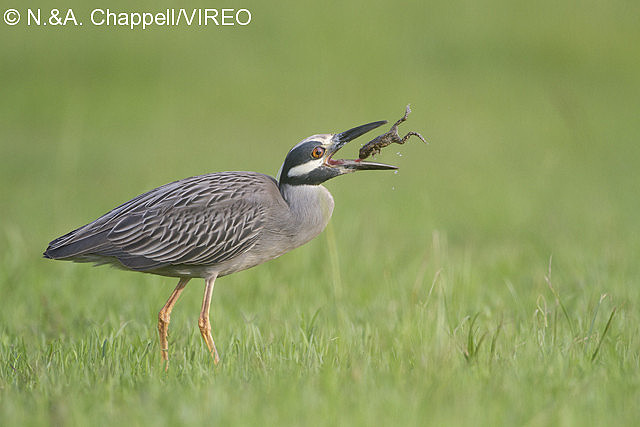 Yellow-crowned Night-Heron c44-1-067.jpg